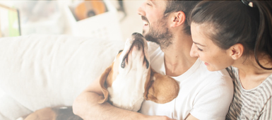 Comment déménager avec son animal de compagnie
